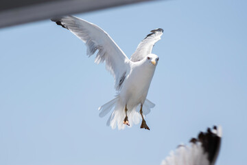 A seagull flying above the sea.