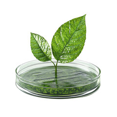A vibrant green leaf emerging from a petri dish filled with algae, representing the synergy of nature and science.