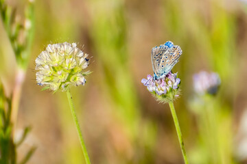 Butterfly resting on flowers in a vibrant meadow during a sunny afternoon