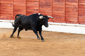 Black bull runs energetically in a sandy arena during a traditional event in Spain