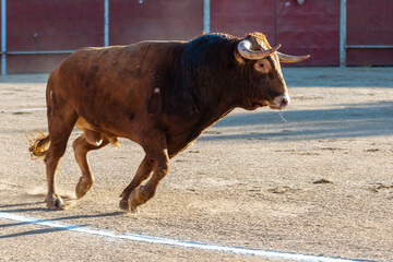 Bull running in a bullring during a traditional festival in Spain at sunset