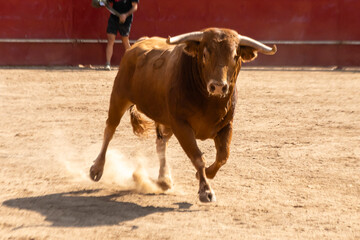 Bull runs on sandy arena during traditional event in warm afternoon sunlight in a rural setting