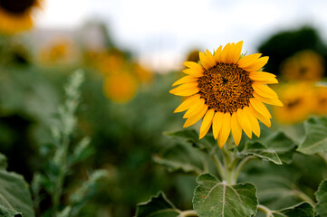 Sunflower close-up with green stem and leaves in the field. Against the background of a blue sky in summer. Blurred background. Allergy
