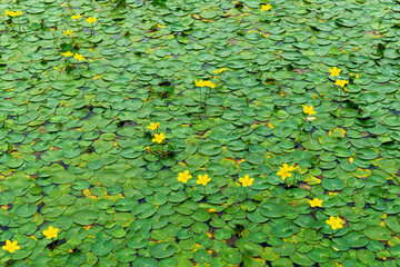 Yellow flowers blooming on green lily pads covering water surface. Nymphoides peltata, fringed water lily, yellow floating heart