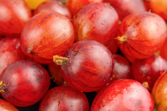 Close-up of fresh red gooseberries with water droplets