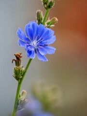 Blue cornflower by a field path