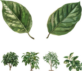 Ficus benjamina leaves isolated on white and no background