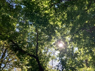 sun shining through trees