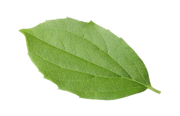 Obraz premium One green jasmine leaf isolated on white