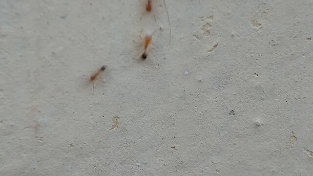 A group of red ants walking on the wall in the afternoon. Macro