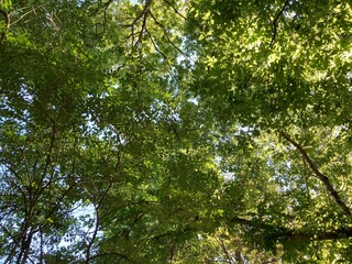 sun shining through trees