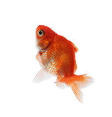 One small beautiful goldfish isolated on white