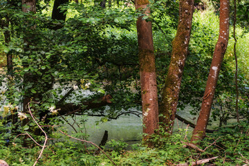 beautiful green forest in summer with water and trees, nature series.
