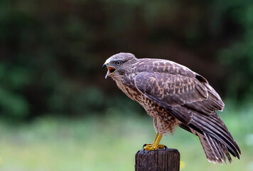 Common Buzzard (Buteo buteo) searching for food in the forest of Noord Brabant in the Netherlands. 