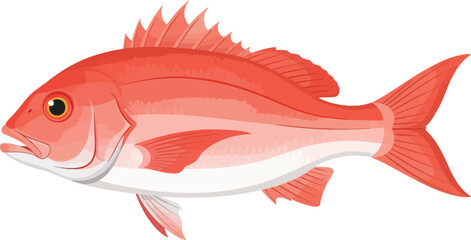 Illustration of a red snapper fish with detailed fins and scales on a white background
