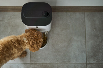 A fluffy and adorable dog happily enjoying its delicious meal from a stylish automated food dispenser in the kitchen