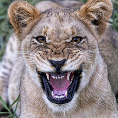 Obraz premium Lion cub resting in the bush of Madikwe Game Reserve in South Africa