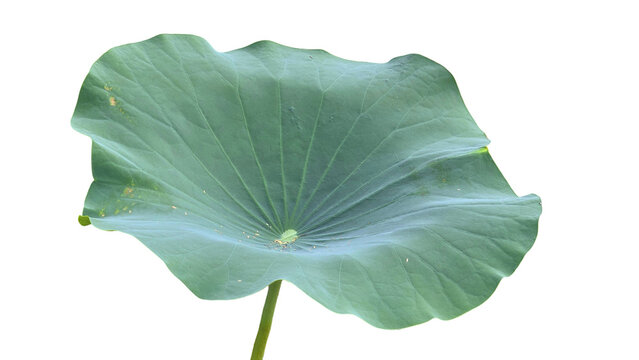  Lily Pad Leaf PNG. Aquatic Plant Element for Botanical, Pond Life, and Nature-Themed Designs. Transparent Background.
