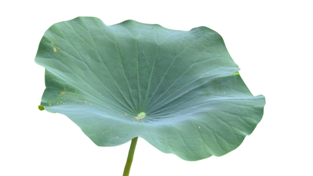 Lily Pad Leaf PNG. Aquatic Plant Element for Botanical, Pond Life, and Nature-Themed Designs. Transparent Background.