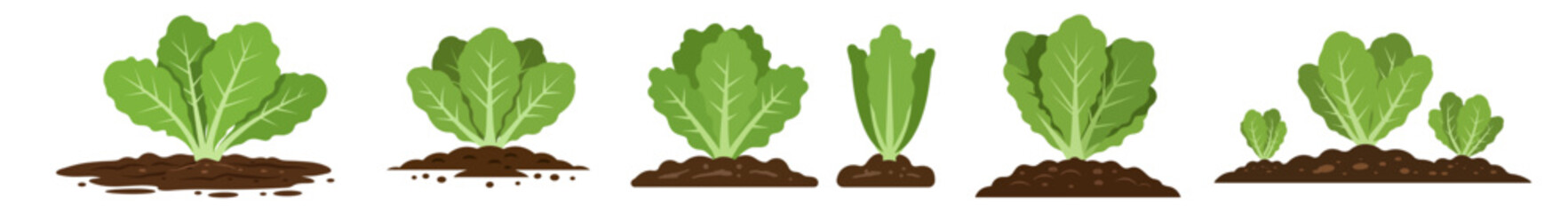 Green lettuce plants growing at various stages in soil, set, lettuce in soil