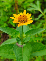 Yellow wildflower with a small grasshopper on a leaf