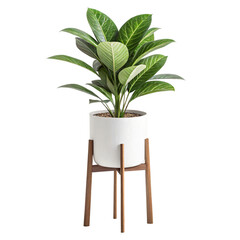 Dieffenbachia Plant in White Pot on Wooden Stand Home Decor Indoor Plant Houseplant Tropical Foliage Isolated On Transparent Background
