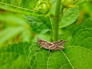 A small brown grasshopper resting on a green leaf