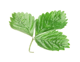 Sprig with green strawberry leaves isolated on white