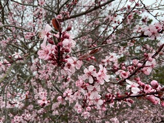 Cherry Blossoms