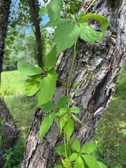 Virginia Creeper Vine Climbing on Tree Trunk in Summer