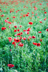 A breathtaking view of a beautiful poppy field that showcases an array of vibrant red flowers against lush green grass