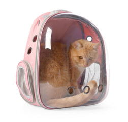 Cute cat in backpack carrier on white background