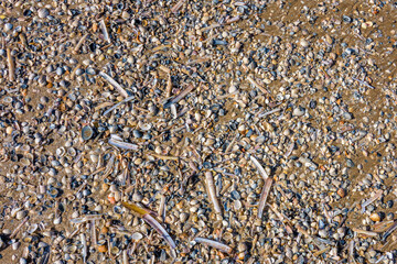 Closeup of crushed seashells on beach