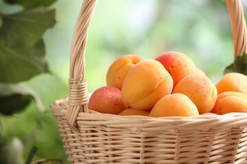 Fresh ripe apricots in wicker basket outdoors, closeup