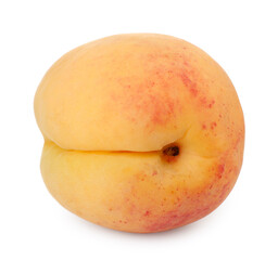 One fresh ripe apricot isolated on white