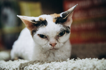 A close-up of a white Devon Rex cat. The cat's distinctive appearance includes large ears and a...