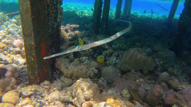Underwater seascape on the coral reef in the Red Sea, Sharm el Sheikh, South Sinai, Egypt, showcasing a Fistularia commersonii aka Bluespotted Cornetfish or Smooth Flutemouth