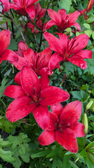 Vibrant red lilies with droplets of water are blooming amidst lush green foliage, showcasing the beauty of nature and the freshness of a garden environment