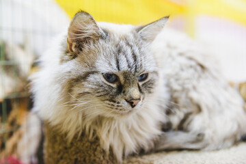 A large, white and gray, cute Maine Coon cat at a cat show.