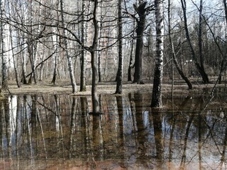 In the spring, the snow melts in the city forest park, and the oaks, birches, and other trees are in a large puddle of water.