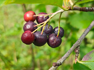 Ripe purple and red berries on a branch