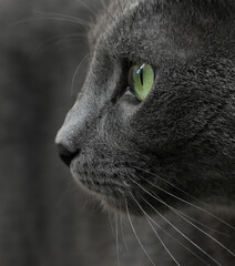 A gray cat with green eyes looks into the distance with concentration. Сat's attentive gaze.
