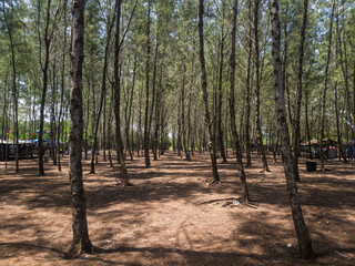 Tall pine trees reaching up to the sky in a dense forest, captured from a low angle. A peaceful...
