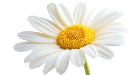 Naklejka premium White Daisy Flower on Transparent Background