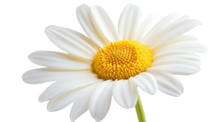 White Daisy Flower on Transparent Background