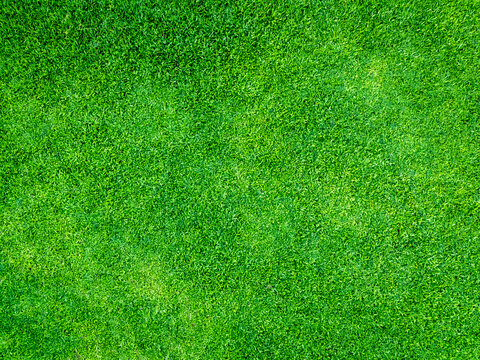 Green grass texture background, grass garden concept used for making green background football pitch, Grass Golf, green lawn pattern textured