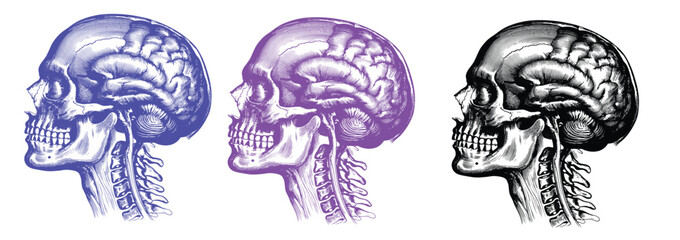 Fototapeta premium Vector art of stylized illustrations of human skulls with brains in various colors