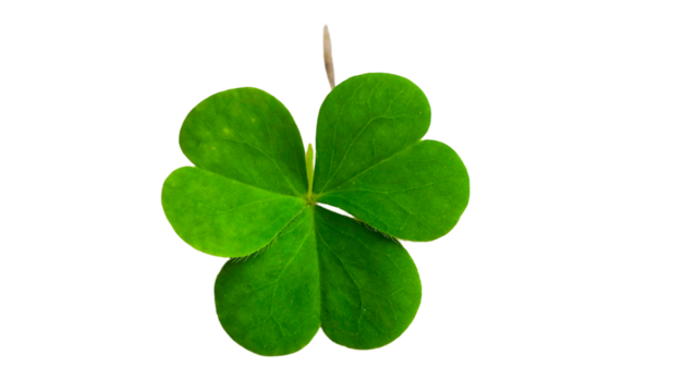 Four Leaf Clover PNG. Lucky Green Symbol for Happy St. Patrick’s Day, Irish Culture, and Festive Holiday Designs. Transparent Background.