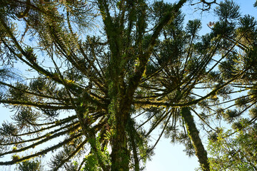 araucaria trees seen from below