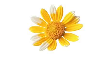Yellow and White Daisy on Transparent Backdrop